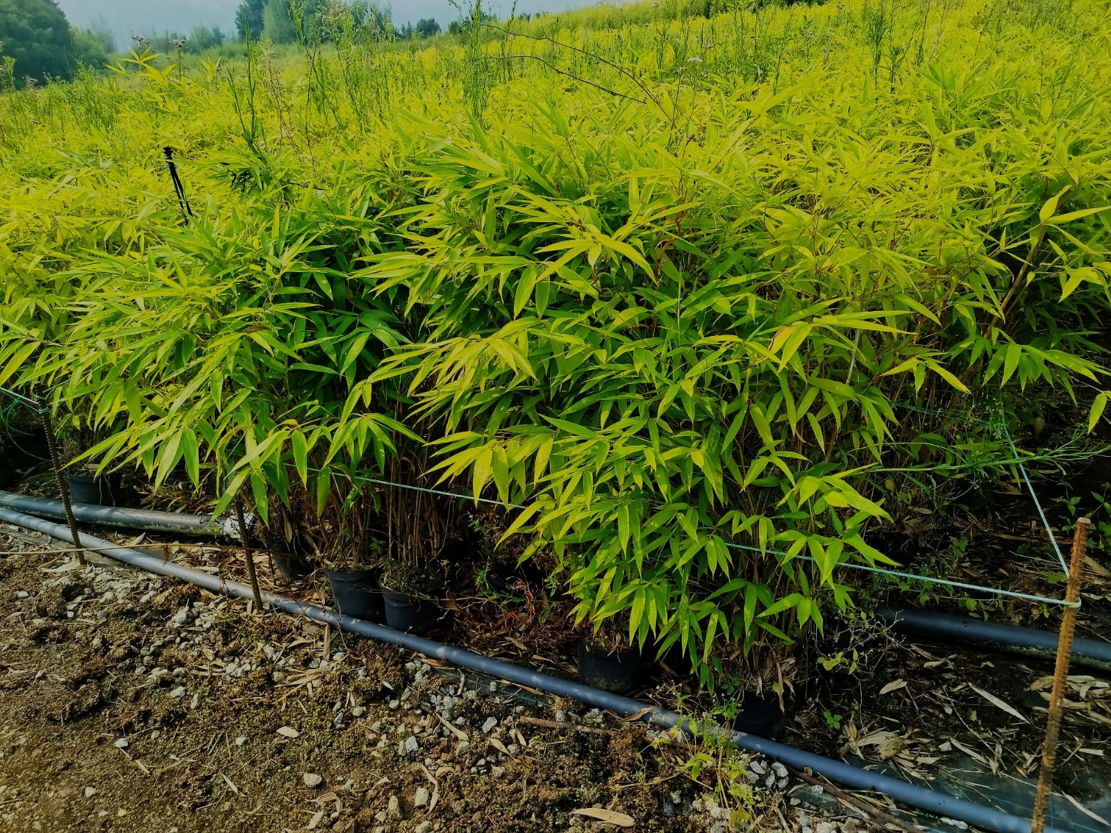 Moso Bambu Fidanları