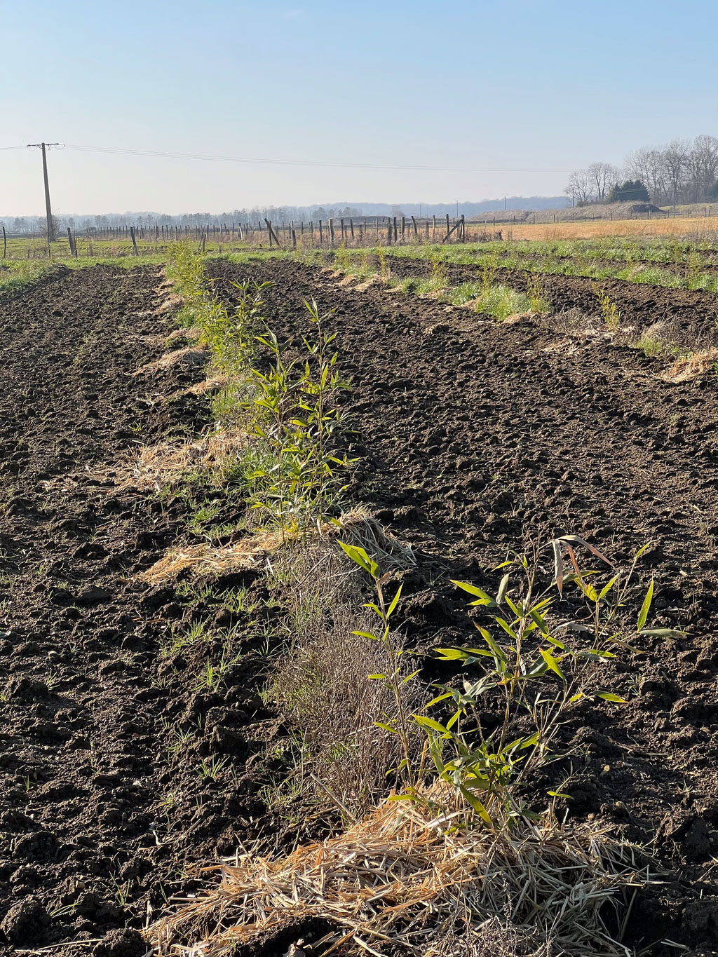 Moso Bambu Fidanları