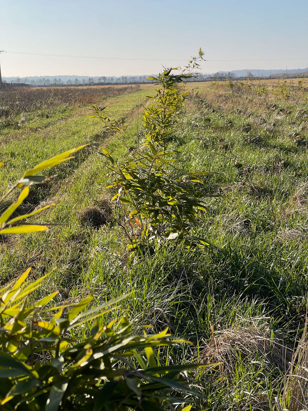 Moso Bambu Fidanları