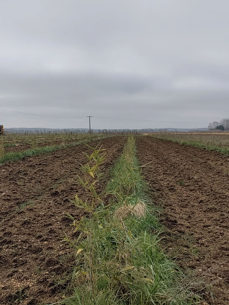 Moso Bambu Fidanları