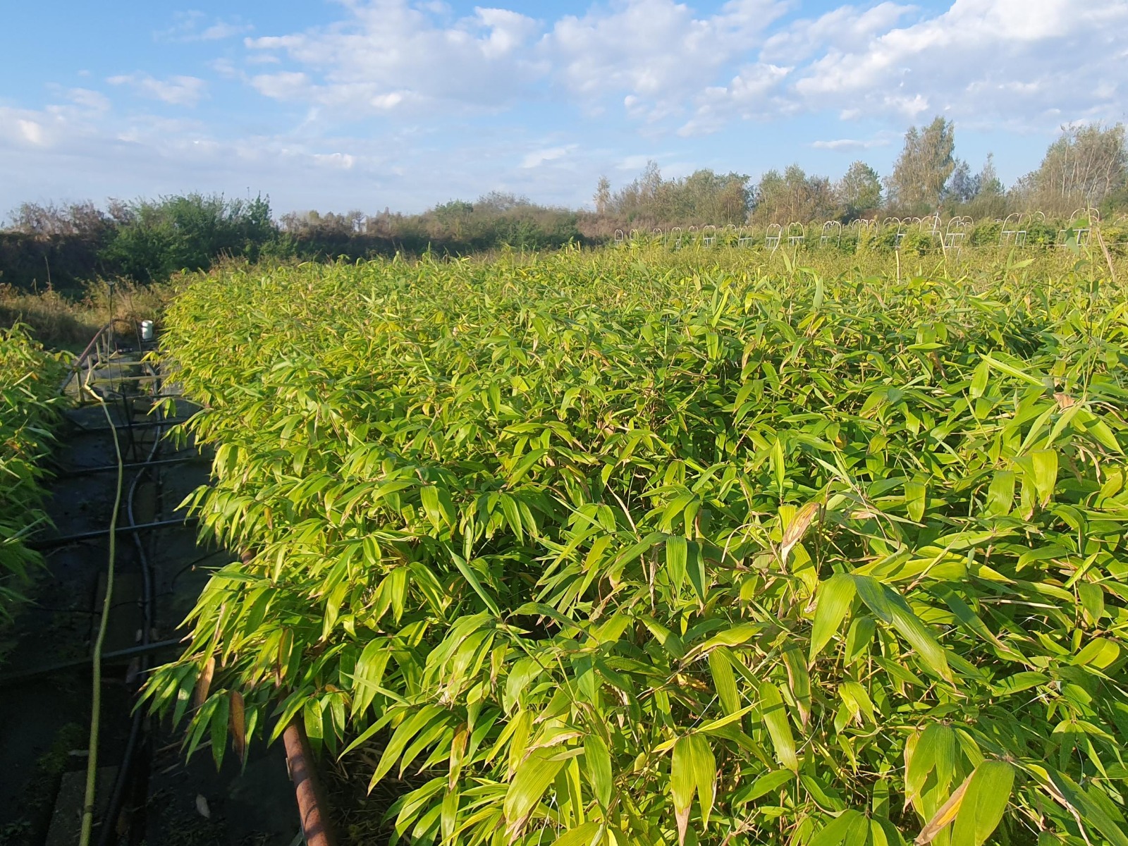 Moso Bambu Fidanları