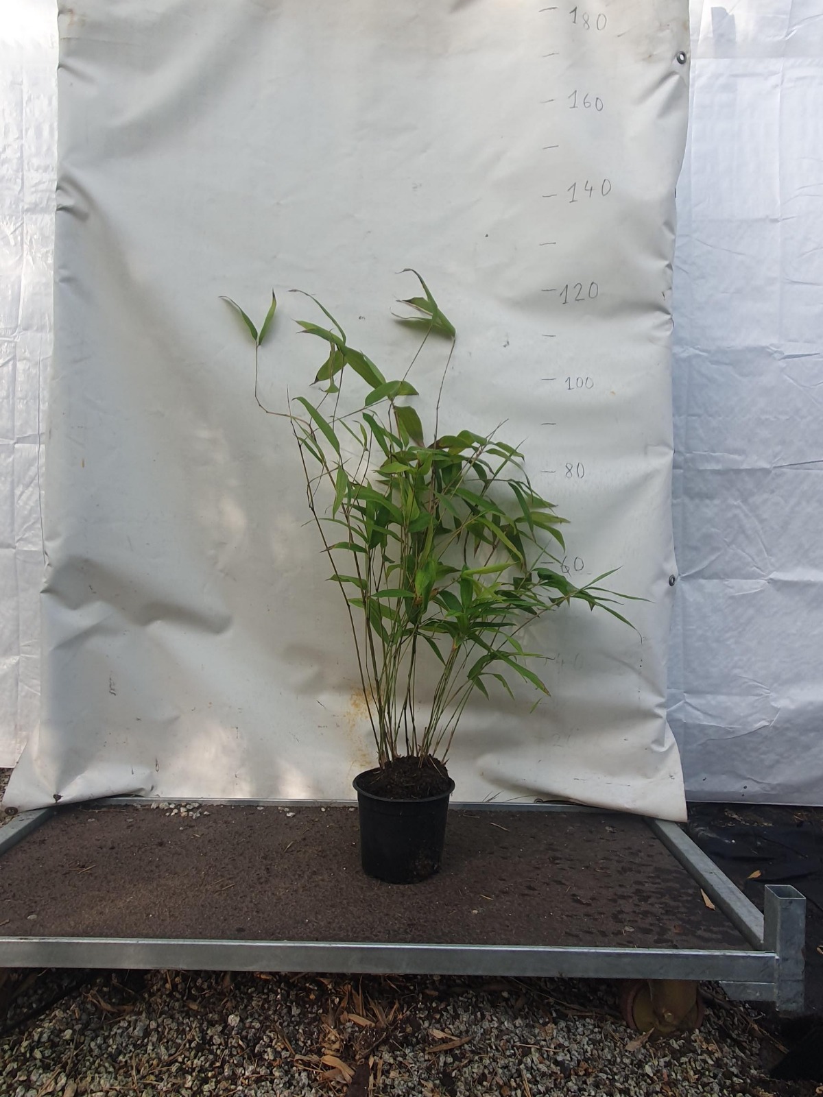 Moso Bambu Fidanları