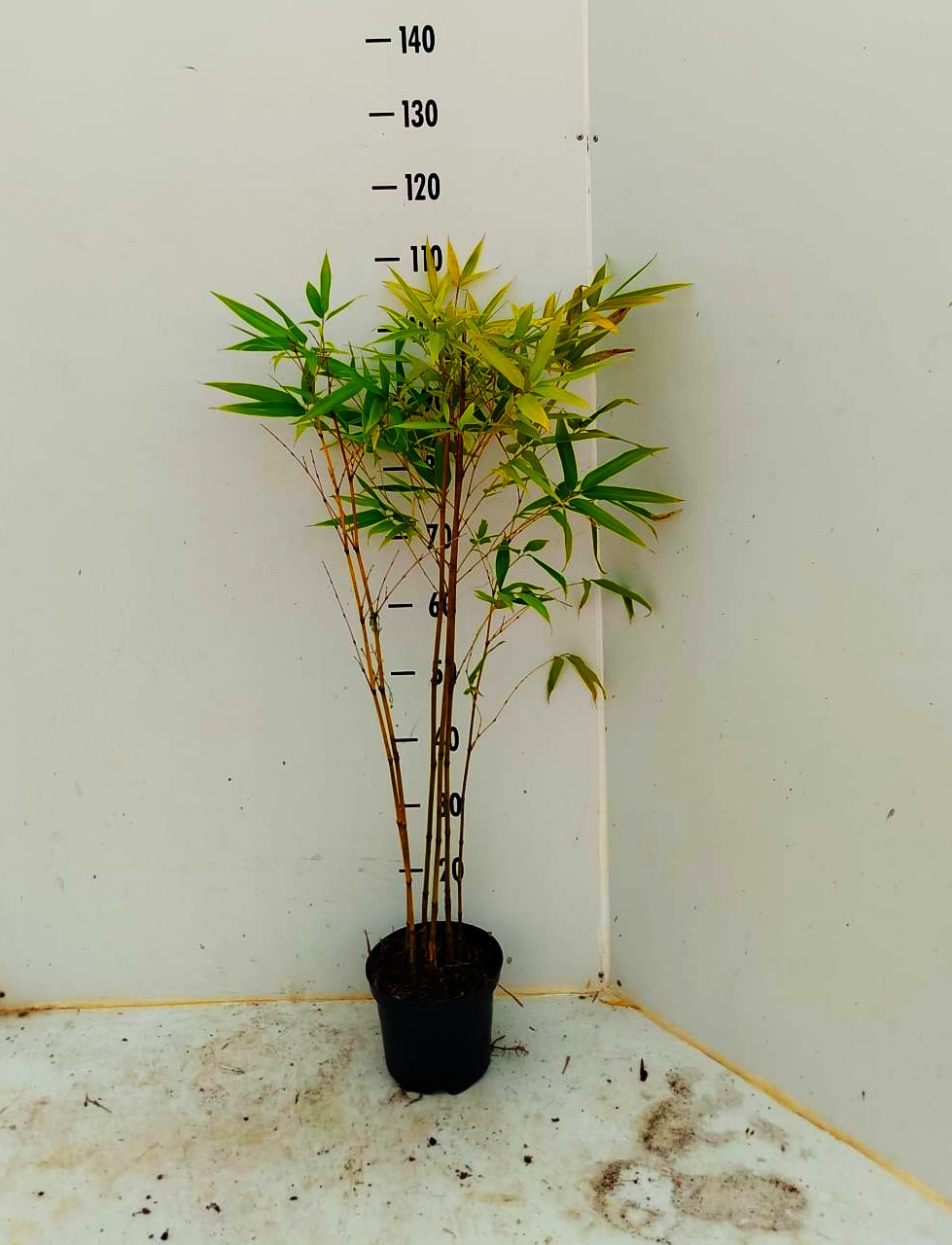 Moso Bambu Fidanları