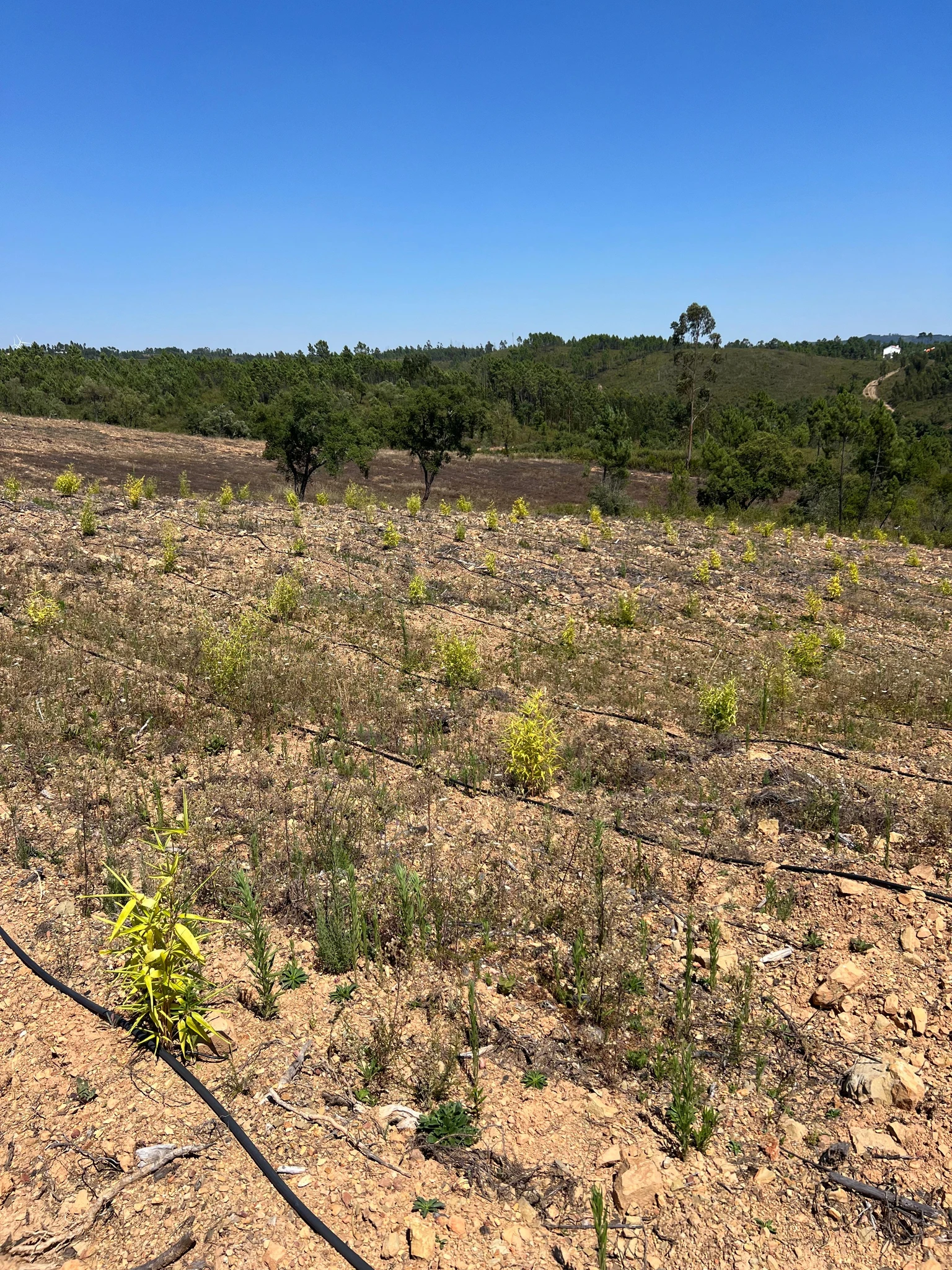 Moso Bambu Fidanları