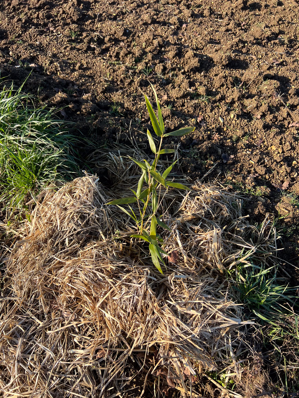 Moso Bambu Fidanları